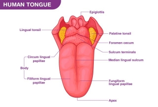 Tongue Anatomy And Its Functioning! A Quick Guide!