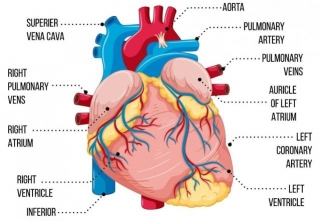 Human Heart And Its Functioning: A Comprehensive Guide To Continuous Pumping System!