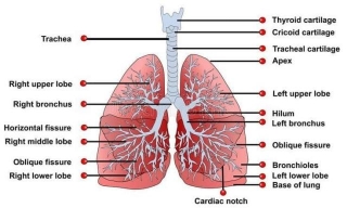 Lungs Anatomy: A Complete Guide To Its Structure, Position, Mechanics, Common Disorders, And More!