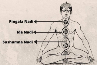 Ida, Pingala, And Sushumna Nadis Explained: Yogic Secrets Of Our Energetic Anatomy!