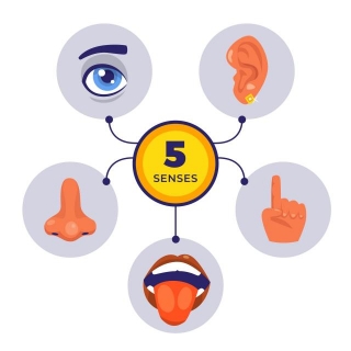 Human Sense And Sense Organs: Navigating The World Of Sensory Perception!