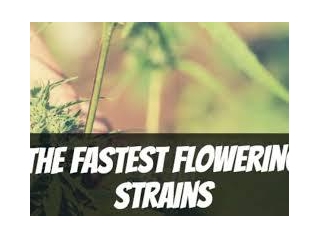 Cultivating Fast Flowering Cannabis Seeds Strains.