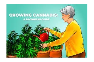 Easy-to-Grow Cannabis Seeds Strains At Cannabis Seeds Store.