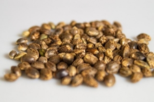 Aroma And Taste Indicators Of Premium Cannabis Seeds.