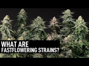Discover The Speedy Delights: Fast Flowering Cannabis Seeds