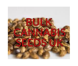 Get The Best Deal: 100 Cannabis Seeds For Unbeatable Prices.