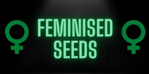 How To Find The Best Seeds Store For Feminized Cannabis Seeds.