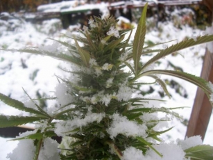 Discover The Best Cannabis Seeds Strains For Cold And Wet Climates.