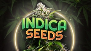 Cannabis Seeds Store Is The Go-To Choice For Buying Cannabis Seeds