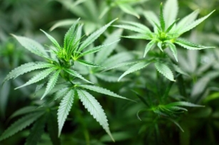 Growing Cannabis Seeds In The UK's Summer Season.