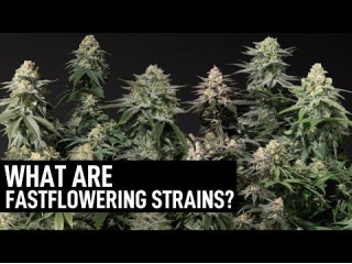 Fast Flowering Cannabis Seeds Strains At Cannabis Seeds Store.