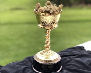 Unveiling The Champions: Popular Cup-Winning Cannabis Seeds.