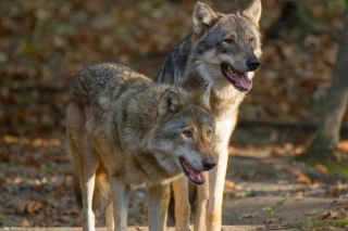 Why Italian Wolf Is The National Animal Of Italy ?