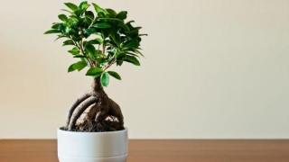 The Art Of Bonsai: Exploring The Therapeutic Benefits Of Miniature Tree Cultivation