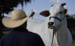 ¿Sabes Cuánto Vale La Vaca Más Cara Del Mundo? - La Nueva Radio YA