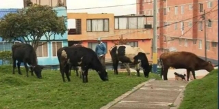 Familia Colombiana Convive En Su Hogar Junto Con Sus 29 Vacas - La Nueva Radio YA