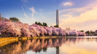 24 Cherry Blossom Festivals Around The US