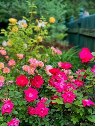 When To Fertilize Roses