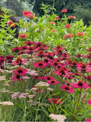 7 Summer Blooming Perennials That Are Easy To Grow
