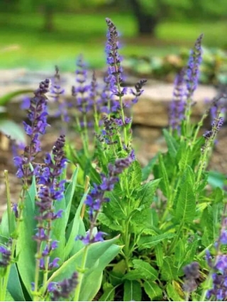 Deadheading May Night Salvia To Get More Flowers
