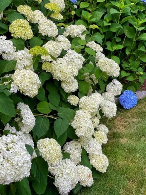 Replanting Hydrangea Plant Divisions in the Spring