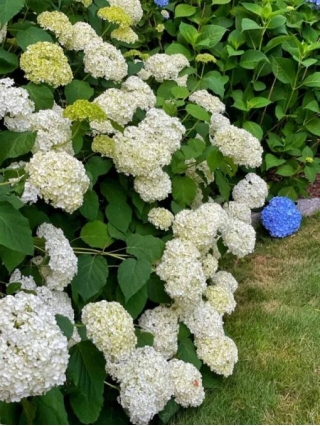 Replanting Hydrangea Plant Divisions In The Spring