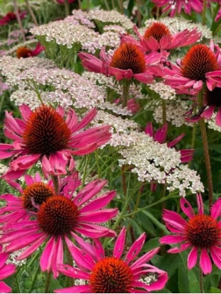 Easy Perennial Plants That Look Good With Coneflowers