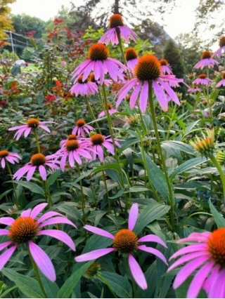 Effortless Perennials That Shine With Purple Coneflowers