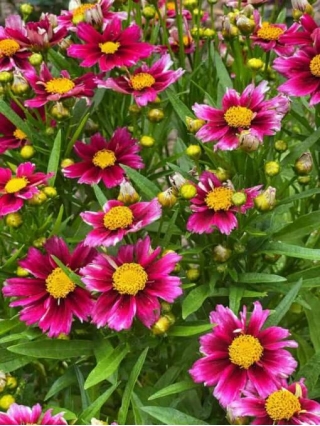 7 Low-Maintenance Perennials For Continuous Summer Blooms
