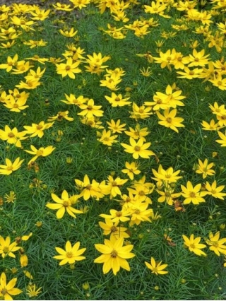 Multiply Your Coreopsis: A Guide To Plant Division