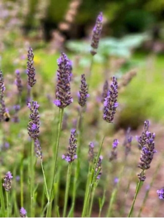 Planting English Lavender In The Spring