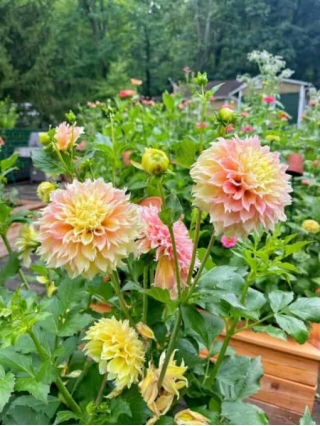 Underplanting Ideas For Dahlias In Pots