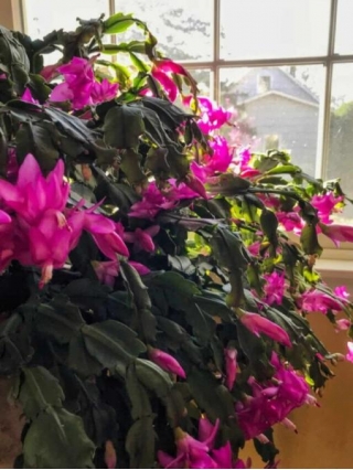 Nurturing Your Christmas Cactus To Bloom In Spring