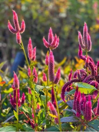 Celosia: Your Low-Maintenance Guide To Long-Blooming Beauty