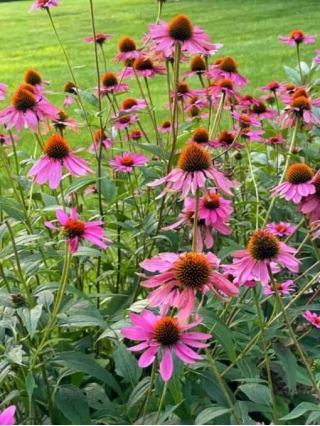 Dividing Echinacea In The Spring