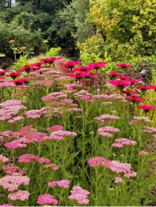 Easiest Perennials To Divide In The Spring