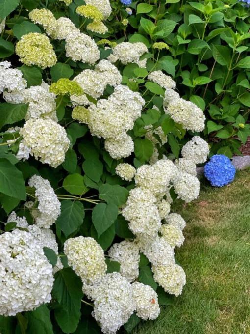 How to Divide Your Hydrangeas This Spring
