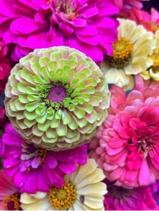 How To Start Stunning Zinnias Directly Outdoors