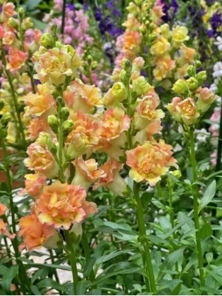 Why You Should Plant Snapdragons This Spring