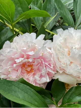 Easy Perennial Plants That Look Amazing With Peonies