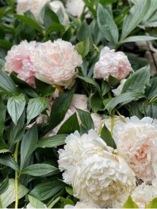 Blooming Heirlooms: 5 Reasons Peonies Belong In Your Garden