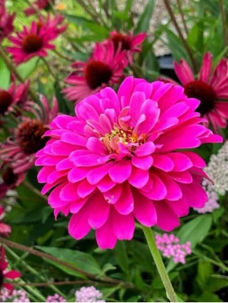 Grow These Easy-Care Zinnias From Seed This Season