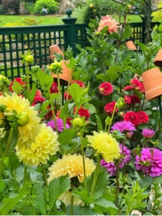 The Essential Tips For Planting Dahlia Tubers
