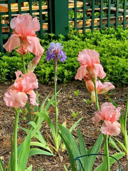 How to Space Bearded Irises When Planting
