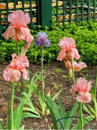 How To Space Bearded Irises When Planting