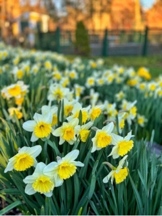 Help Your Daffodils Bloom: 7 Troubleshooting Tips