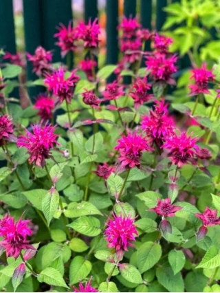 Fuel The Frenzy: Flowers Guaranteed To Attract Hummingbirds