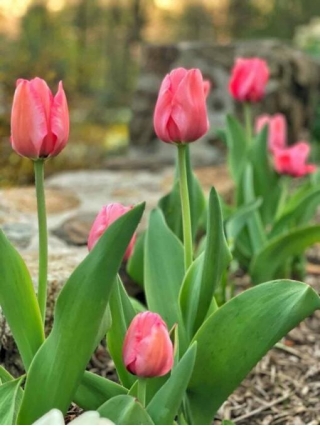 Companion Planting Ideas For Tulips