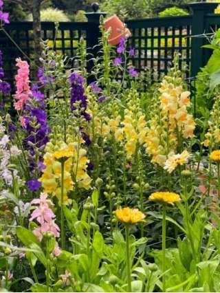 Companion Planting Ideas For Snapdragons