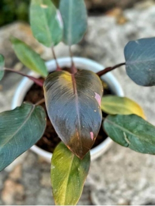 Caring For Pink Princess Philodendron